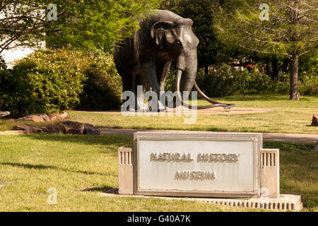 Natural History Museum in Dallas, Texas Stockfoto