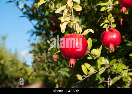 Granatapfel Baum Plantage Stockfoto