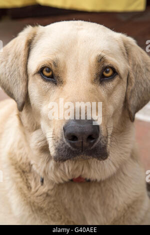Junge gelb weibliche labrador Stockfoto