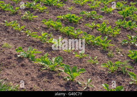 Querformat eines frisch wachsende Kohl-Feldes. Stockfoto