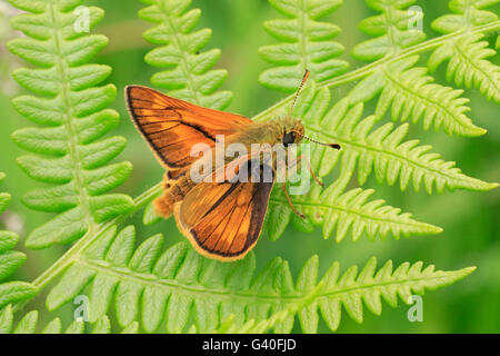 Großen Skipper Butterfly auf ein Bracken-Wedel Stockfoto