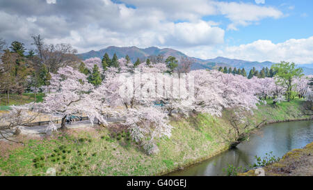 Kirschblüten-Bäume um Tsuruga Castle(Aizu castle) Stockfoto