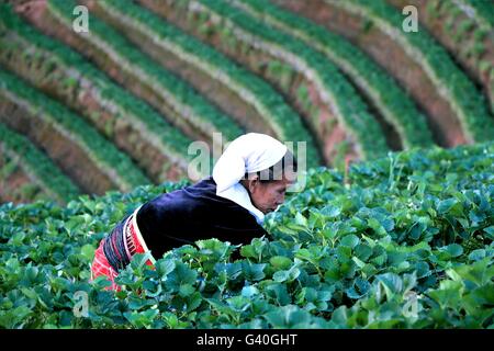 Chiang Mai, Thailand - 17. Februar 2015: alte arbeiten im Erdbeerfeld bei Baan Nolae, Royal Agricultural Station Angkhang, Stockfoto