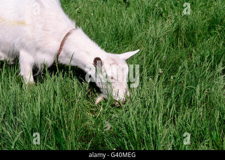 Weiße Ziege Essen Rasen in eine Wiese Stockfoto