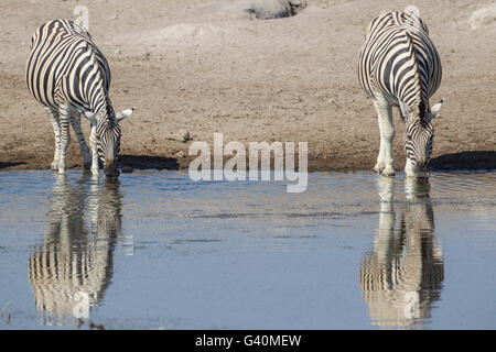 Burchell Zebras (Equus Quagga), trinken, Etosha Nationalpark, Namibia, Afrika Stockfoto