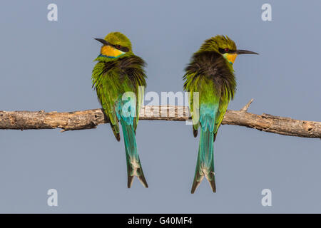 Zinnenkranz Bienenfresser (Merops Hirundineus), Etosha Nationalpark, Namibia, Afrika Stockfoto