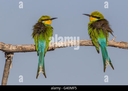 Zinnenkranz Bienenfresser (Merops Hirundineus), Etosha Nationalpark, Namibia, Afrika Stockfoto