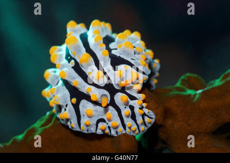 Seeschnecke, Nacktschnecken (Phyllidia Varicosa), Wakatobi, Tukang Besi Archipel, Wakatobi Nationalpark Stockfoto