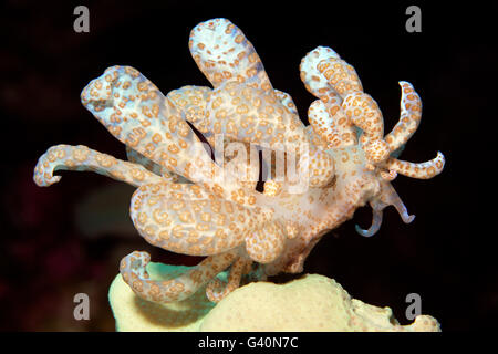 Solarbetriebene Phyllodesmium (Phyllodesmium Longicirrum) Essen Leder Koralle, Wakatobi Insel Tukang Besi Archipel Stockfoto