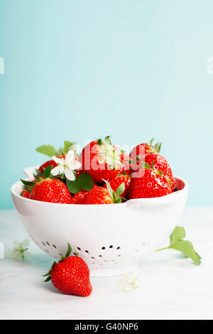 Reife Erdbeeren mit Blättern in weißen Sieb auf Marmortisch mit blauem Hintergrund Stockfoto