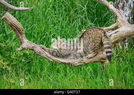 Schöne schottische Wildkatze am Baum im Sommer Sonne entspannen Stockfoto