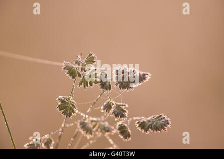 Grünland am Morgen Stockfoto