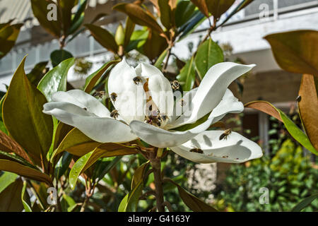 Eine schöne weiße Blüte Magnolia und Bienen, die es besuchen. Stockfoto