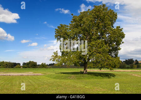 Einsamer Baum auf einer Wiese in Avenches, Waadt, Schweiz. Stockfoto