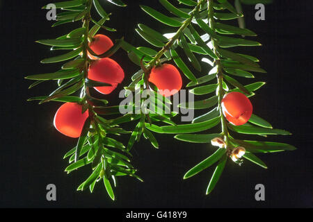 Eibe Beeren Taxus Baccata hinterleuchtete gegen Schatten Stockfoto