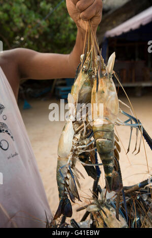 Sri Lanka, Mirissa Beach, Hand, die lokal gefangen Jumbo Garnelen vor café Stockfoto