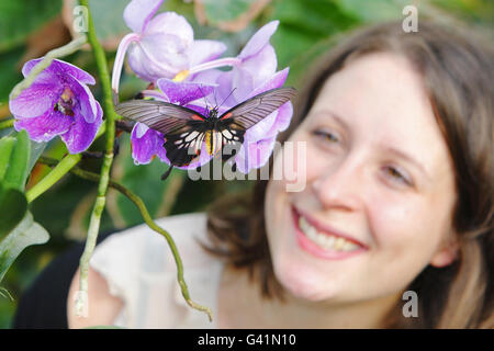 Samantha Bevington bekommt einen nahen Blick auf einen Schmetterling auf einer Orchidee im RHS Garden Wisley, in der Nähe von Woking in Surrey. Über 1,000 Schmetterlinge werden sich in den nächsten sechs Wochen im Glasshouse in den Gärten aufhalten. Stockfoto