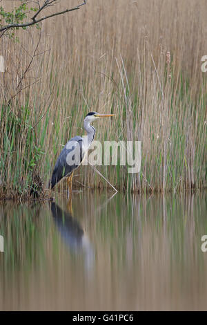 Graureiher (Ardea Cinerea) Stockfoto