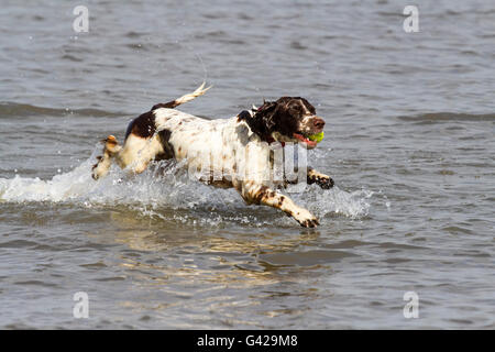 Southport, Merseyside, England. , . UK-Wetter: Das warme Wetter bringt Hundebesitzer mit ihren Haustieren am Strand zu spielen, wie das Seebad einen sonnigen Tag genießt. "Elsa" jagt eine Springer Spaniel ihr Ball planschen im Meer an der Nord-Westküste. Bildnachweis: Cernan Elias/Alamy Live-Nachrichten Stockfoto