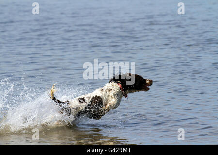 Southport, Merseyside, UK; UK-Wetter: Das warme Wetter bringt Hundebesitzer mit ihren Haustieren am Strand zu spielen, wie das Seebad einen sonnigen Tag genießt. "Elsa" jagt eine Springer Spaniel ihr Ball planschen im Meer an der Nord-Westküste. Bildnachweis: Cernan Elias/Alamy Live-Nachrichten Stockfoto