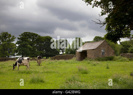 Pilsley, Derbyshire, Großbritannien 18. Juni 2016. Einem bewölkten Tag im Peak District in der Nähe der Ortschaft Pilsley auf den Duke of Devonshire Chatsworth Anwesen.  Pilsley ist Approximatley eine Meile von Chatsworth House, und zusammen mit Beeley und Edensor, ist eines der drei Dörfer auf dem Anwesen. Bildnachweis: Mark Richardson/Alamy Live-Nachrichten Stockfoto