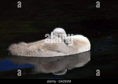 Greenock, Schottland, Vereinigtes Königreich. 18. Juni 2016. UK-Wetter: Cygnet genießen das warme und sonnige Wetter durch ausruhen mit Augen geschlossen auf dem Fluss Clyde in Greenock, Schottland Credit: PictureScotland/Alamy Live News Stockfoto