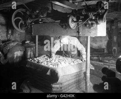 Zerkleinern von Äpfeln, um Apfelwein zu machen Stockfotografie