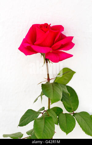 Rote Rose auf einer weißen Wand. Weiße Dorf Mijas, Provinz Malaga, Costa Del Sol, Andalusien, Spanien-Europa Stockfoto
