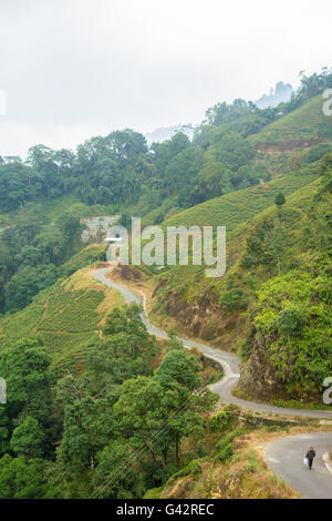 Blick vom Darjeeling Seilbahn - einsamen Mann zu Fuß auf eine leere lange kurvenreiche Straße durch Teeplantagen. Stockfoto