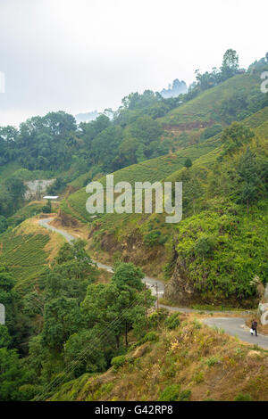 Blick vom Darjeeling Seilbahn - einsamen Mann zu Fuß auf eine leere lange kurvenreiche Straße durch Teeplantagen. Stockfoto