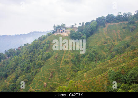 Schöne Aussicht auf die Rangeet Tal grün und Teeplantagen von Darjeeling Seilbahn Stockfoto