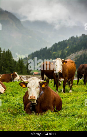 Abondance Kühe in den französischen Alpen, Haute Savoie, Frankreich Stockfoto