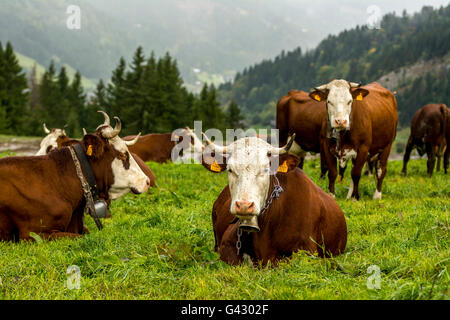 Abondance Kühe in den französischen Alpen, Haute Savoie, Frankreich Stockfoto