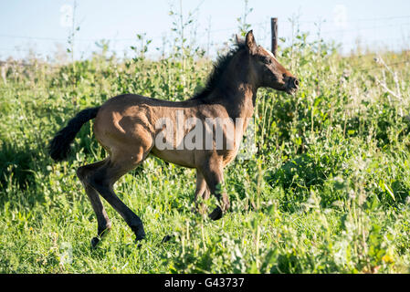 Fohlen läuft im Frühjahr auf einer Weide Stockfoto