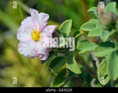 Kleine blühende Zistrose - Cistus Praviflorus rosa Mittelmeer Strauch Stockfoto