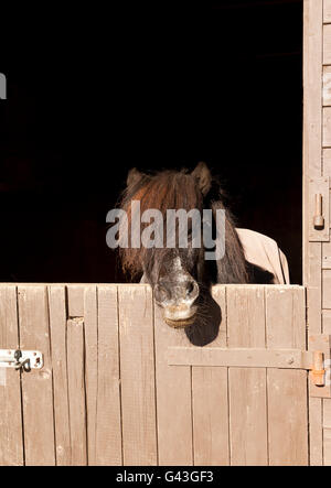 Ein zwanzig neun Jahre alte Shetland Pony-Hengst mit Blick auf eine stabile Tür Stockfoto