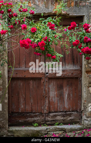 Rote Rosen und alte Holztür in Mombaldone in Piemont, Italien. Stockfoto