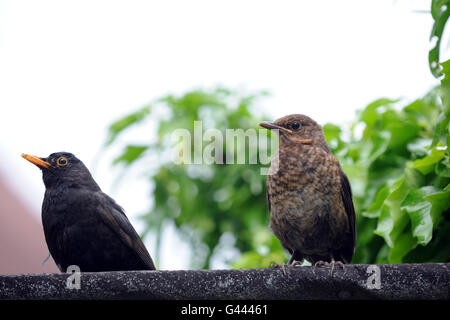 Männliche Amsel mit jungen, Turdus Merula, Stockfoto