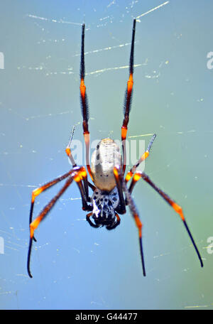 Australische weibliche Golden Orb Weaver spider Stockfoto