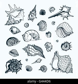 Sammlung mit verschiedenen Muscheln. Stock Vektor