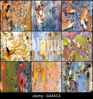 Collage aus bunten Kijiji (Angophora, Eukalyptus) Rinde aus dem australischen Busch.  Schwarzem Hintergrund 3 x 3 Panel. Stockfoto