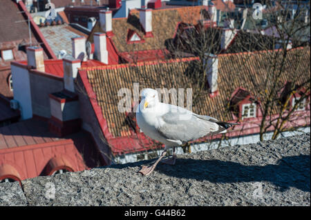 Möwe auf dem Dach in der Altstadt von Tallinn, Europa Reisen Stockfoto