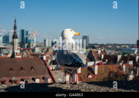 Möwe auf dem Dach in der Altstadt von Tallinn, Europa Reisen Stockfoto