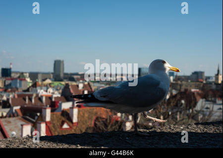 Möwe auf dem Dach in der Altstadt von Tallinn, Europa Reisen Stockfoto