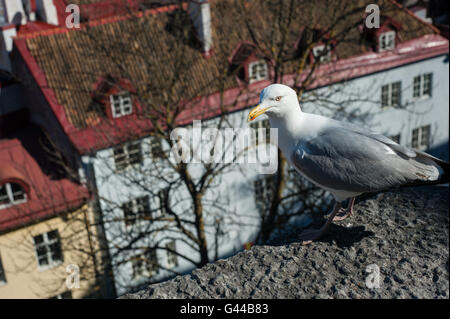 Möwe auf dem Dach in der Altstadt von Tallinn, Europa Reisen Stockfoto