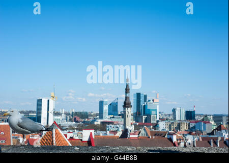 Möwe auf dem Dach in der Altstadt von Tallinn, Europa Reisen Stockfoto