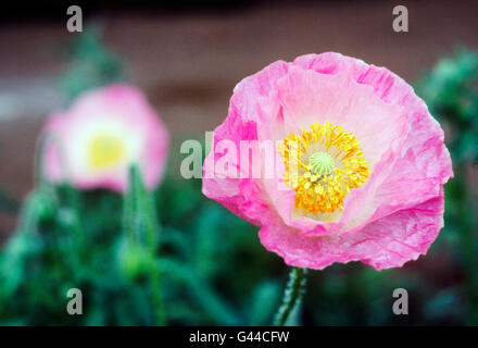 Mohnblumen wachsen in Monticello Garten; Jeffersons Wohnhaus und Plantage; in der Nähe von Charlottesville; Virginia; USA Stockfoto