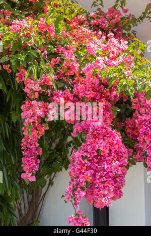 Bougainvillea Spectabili, Grillgelegenheiten. Pueblo Lopez, Fuengirola. Malaga Costa Del Sol, Andalusien, Spanien-Europa Stockfoto