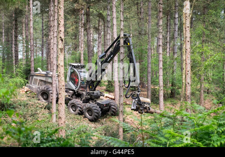 Fällen von Bäumen im New Forest mit einem Harvester-Maschine Stockfoto