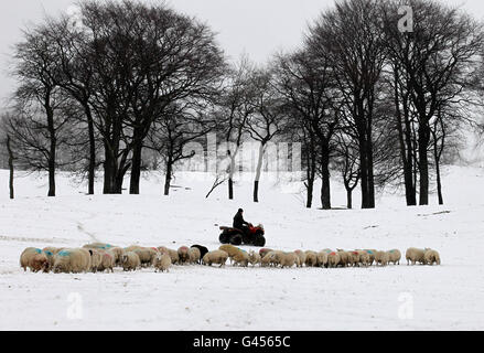 Bauer Peter Laidlaw füttert seine Schafe auf der Craigannet Farm in der Nähe von Carronbridge, Zentralschottland, nach starkem Schneefall am Wochenende. Stockfoto